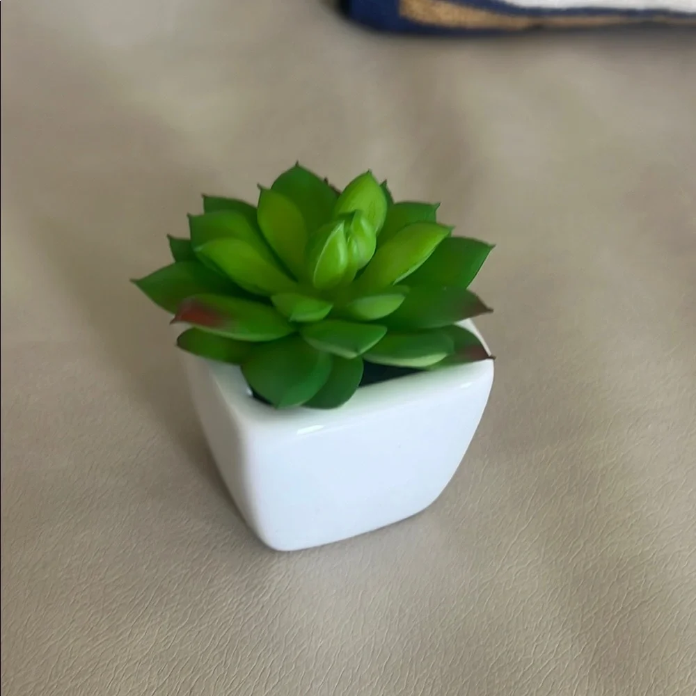 Green Succulent in White Planter